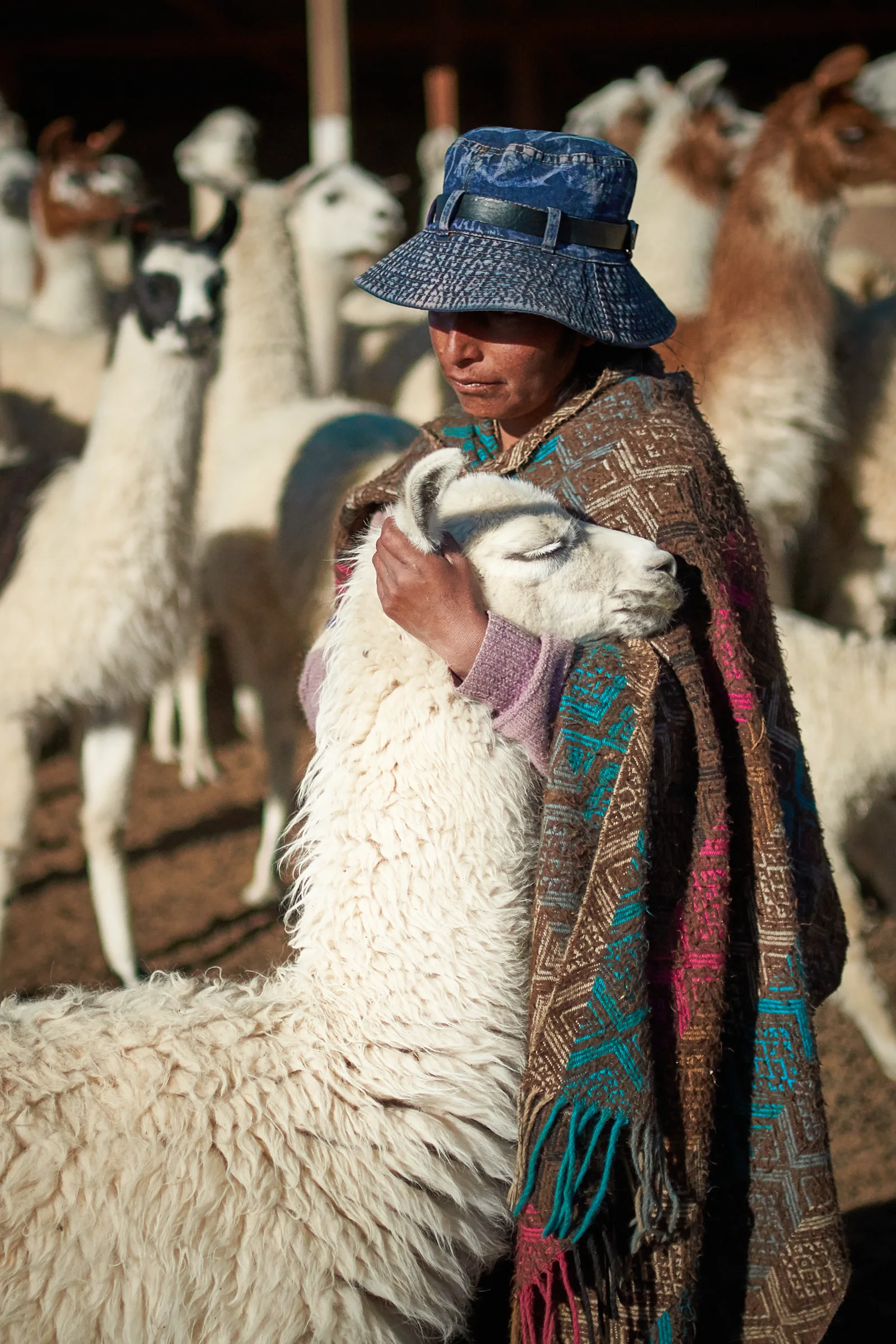 Mujer abrazando a una alpaca en corral del altiplano