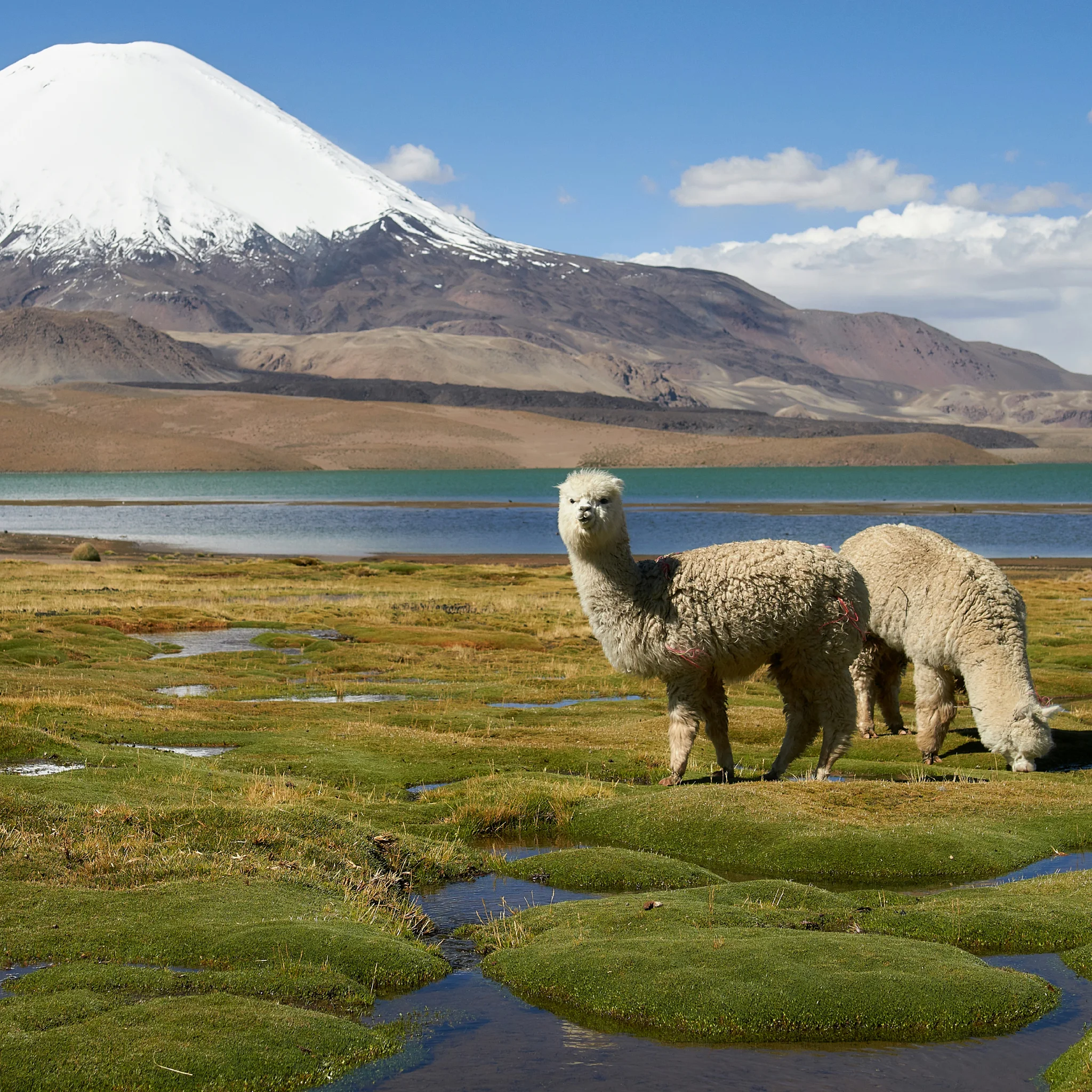 Alpacas pastando en bofedal andino junto a laguna y volcán nevado