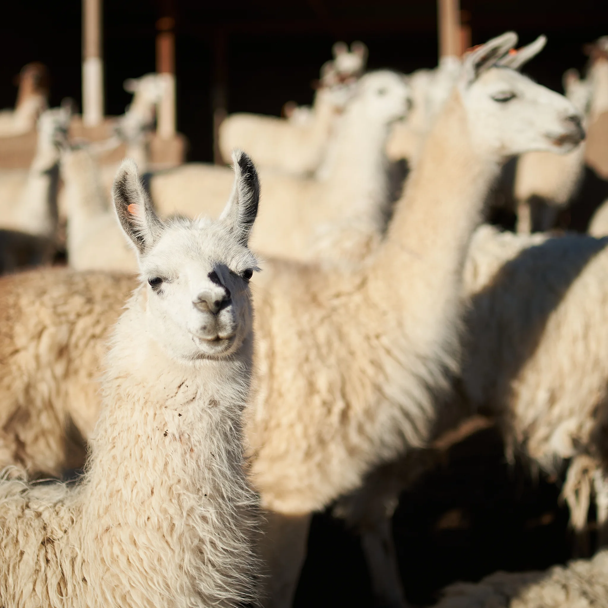 Primer plano de alpaca blanca en corral ganadero