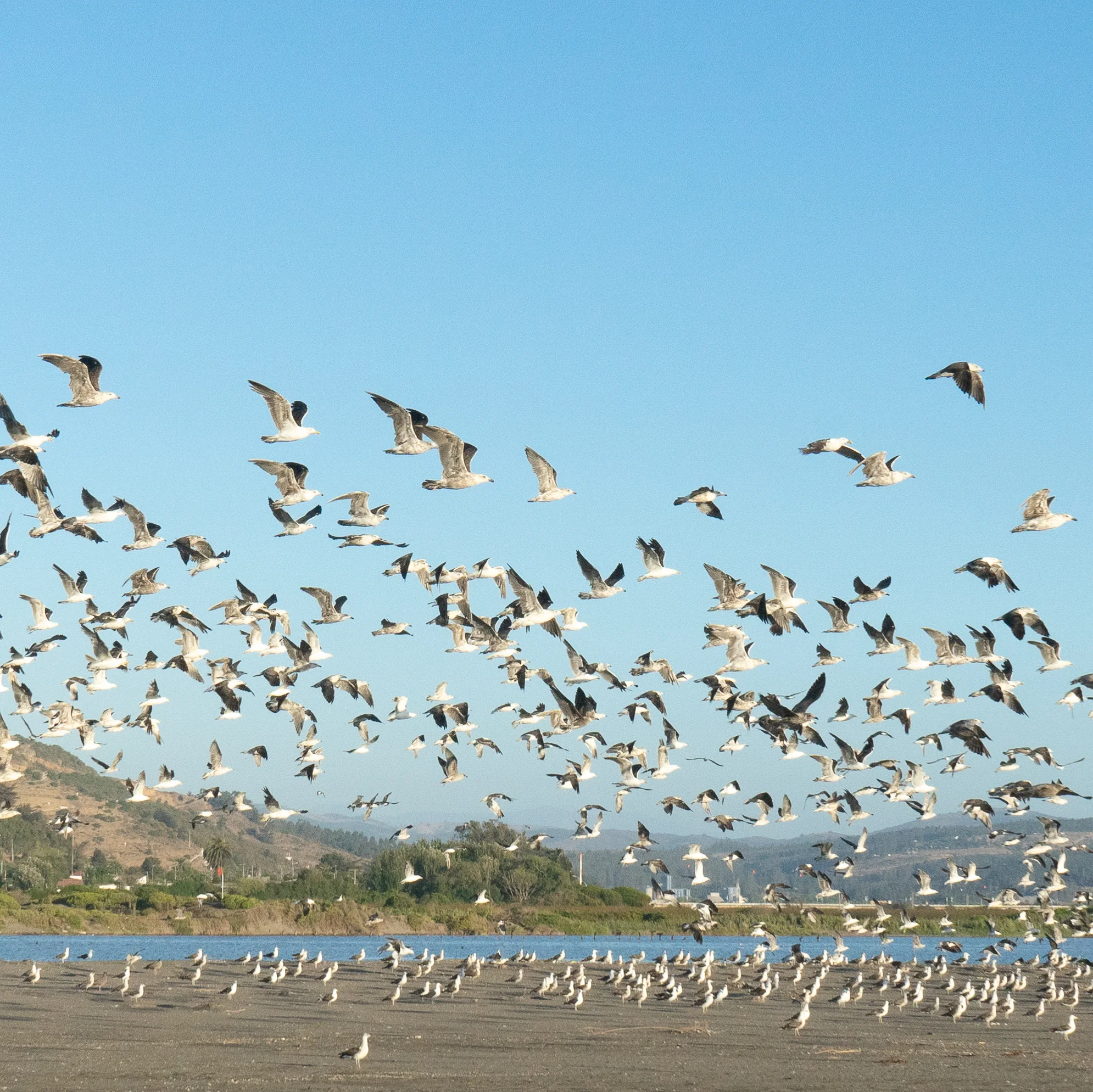 Bandada de gaviotas sobrevolando la playa junto a la orilla del mar