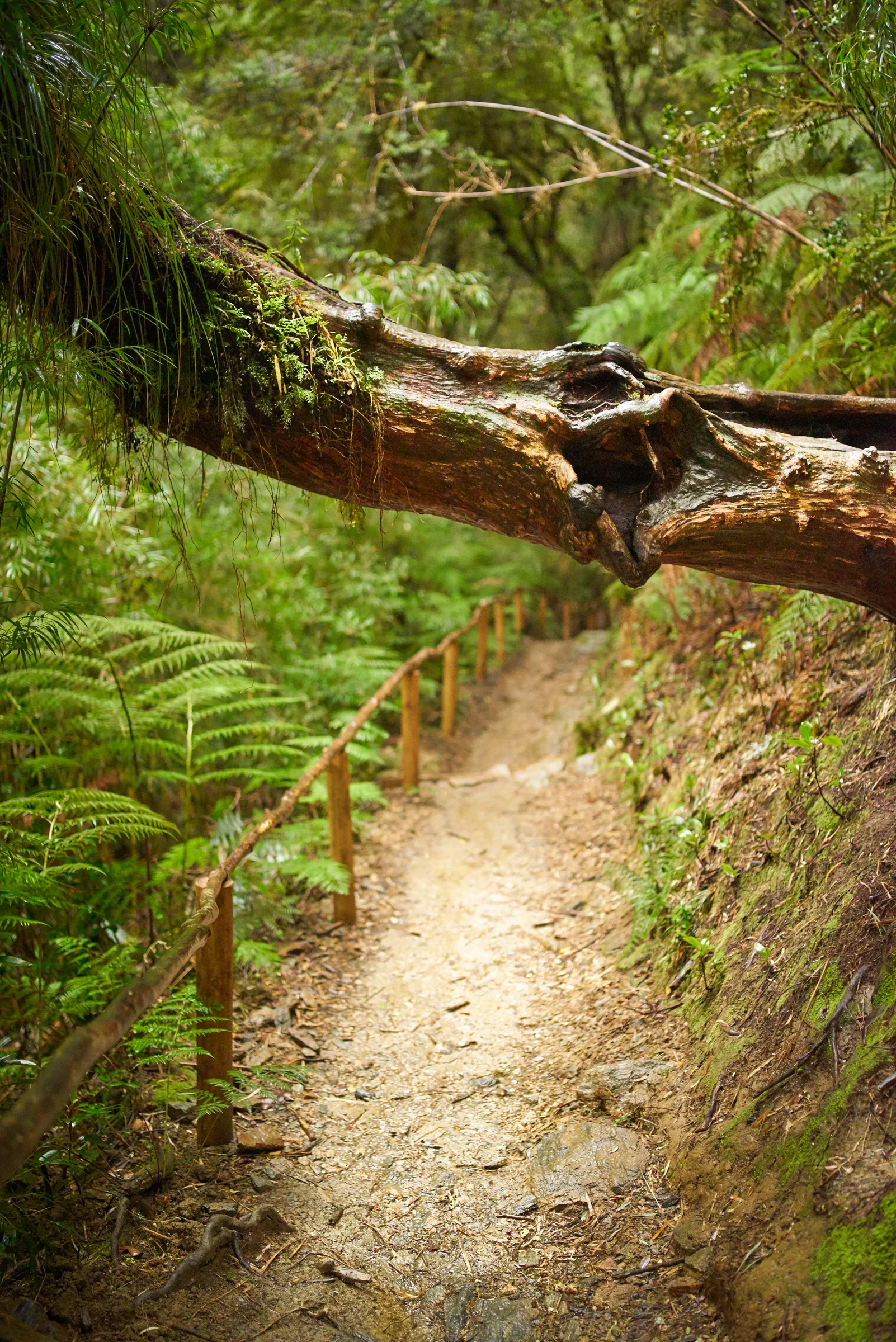 Sendero de bosque templado pasando bajo un tronco inclinado con musgo