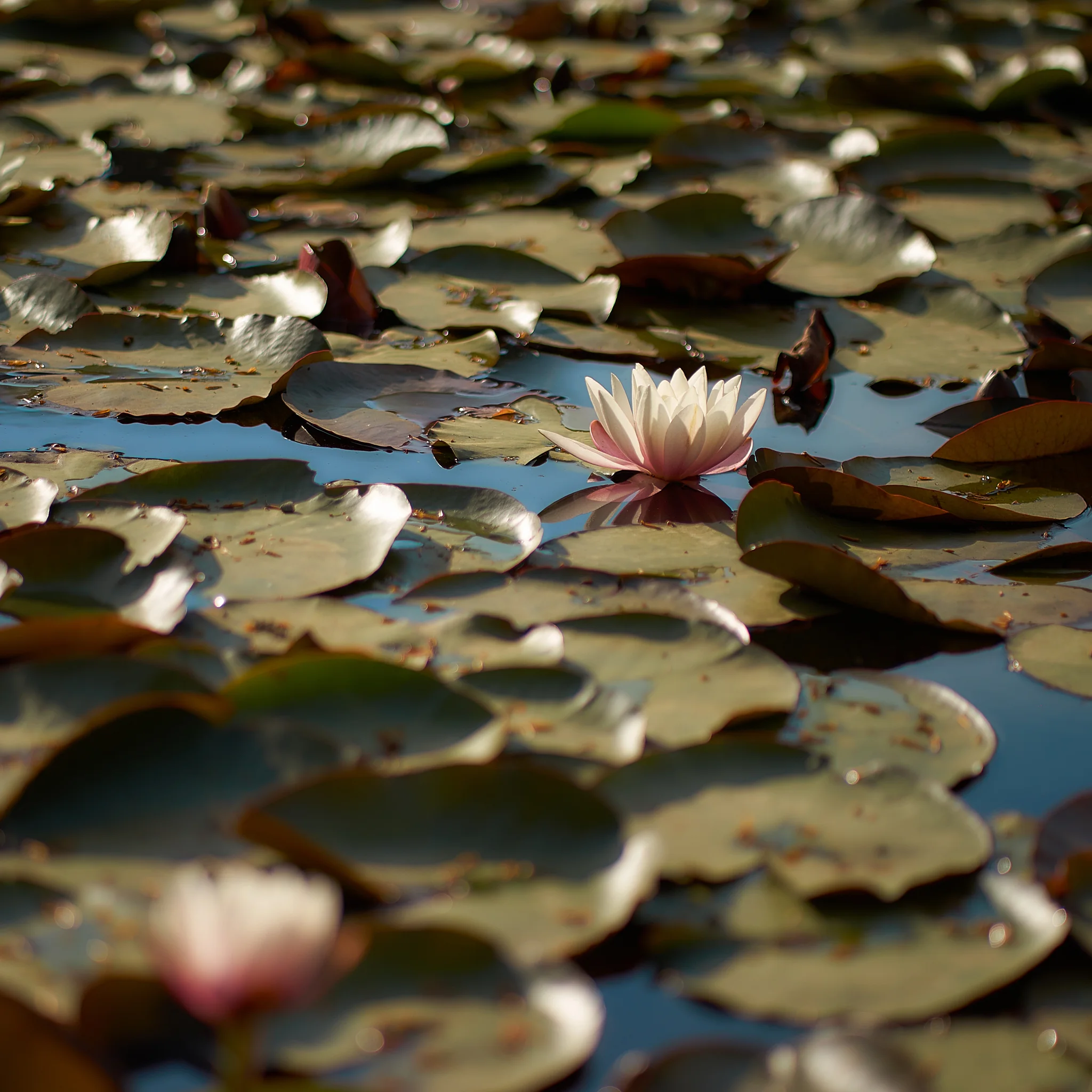 Flor de loto y hojas de nenúfar flotando en estanque de agua